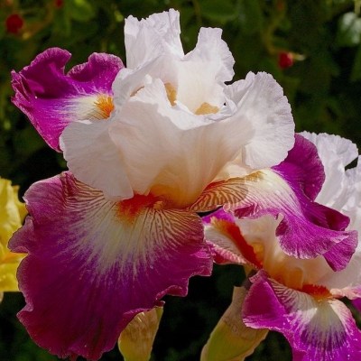 Prince Eugene (Richard Cayeux, R. 2014)